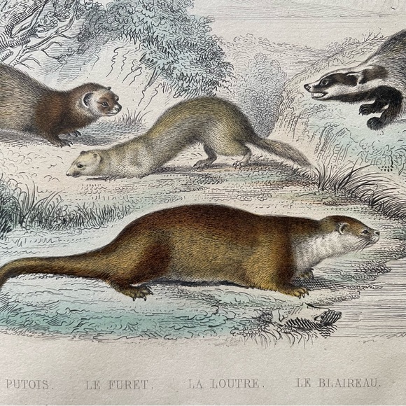 Antique French Animal Illustration - Picture 5 of 11